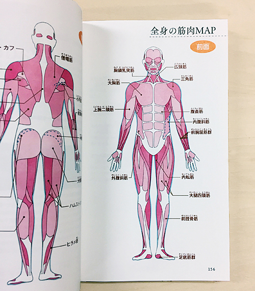 全身の筋肉を説明するための図