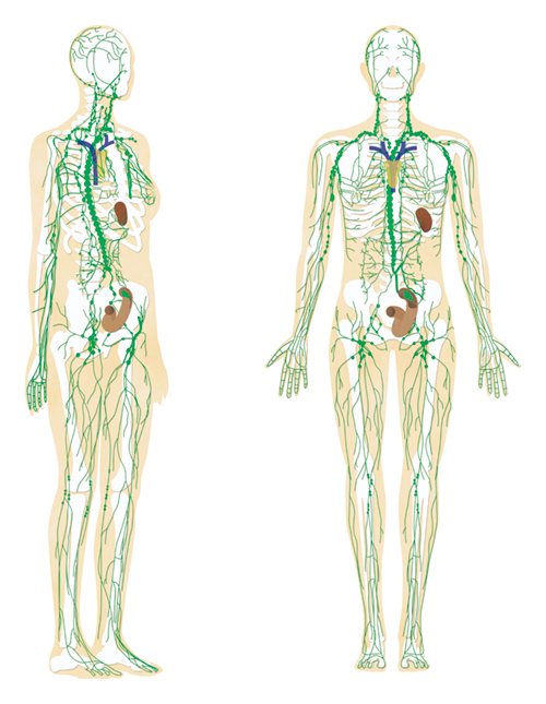 全身のリンパ図