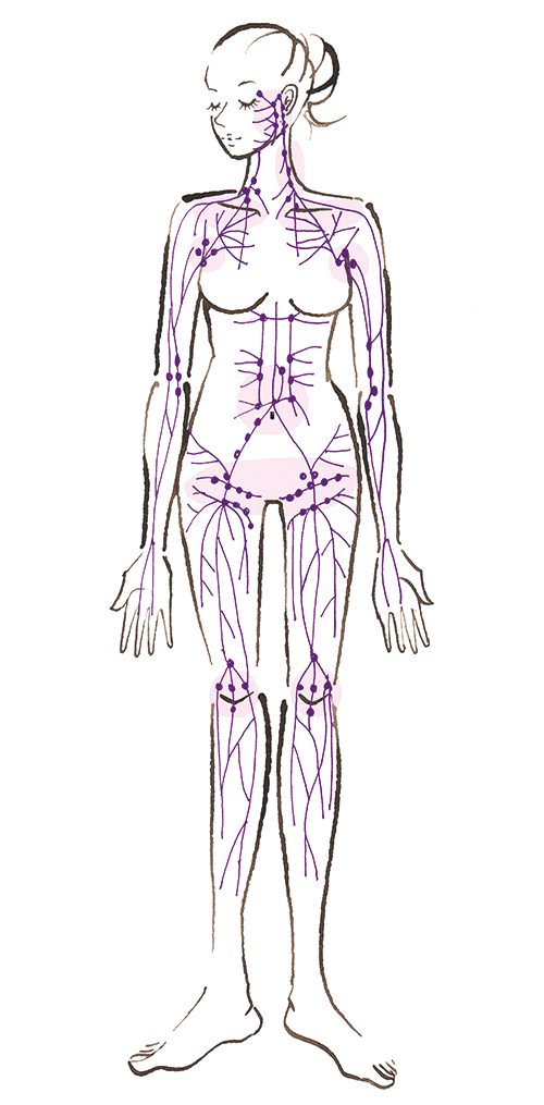 人物にあるリンパ図のイラストです。