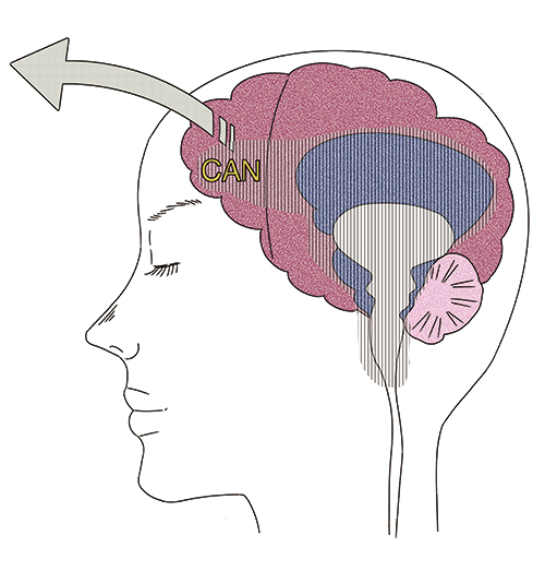 脳の断面図