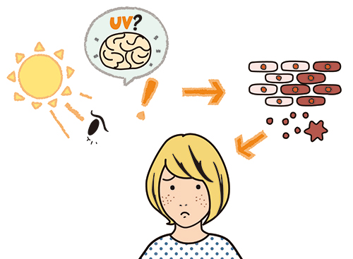 紫外線の仕組みを紹介したイラスト