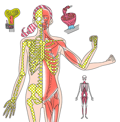 骨格と筋肉を説明するイラスト