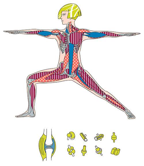 骨格と筋肉を説明するイラスト