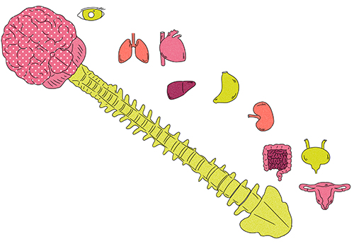 骨格と筋肉を説明するイラスト