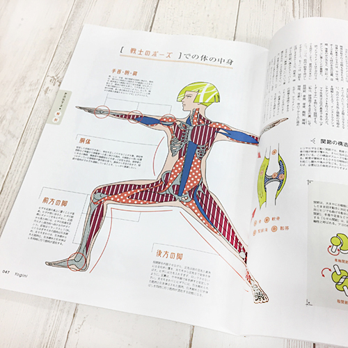 骨格と筋肉を説明するイラスト