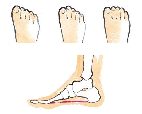つまさきと足の骨が見える断面図