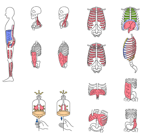 骨と筋肉と臓器のイラスト
