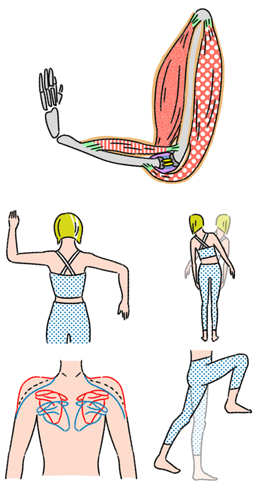 筋肉や体操のイラスト