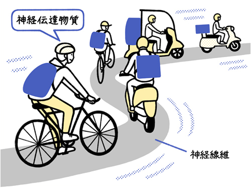 自転車で成分を配送するイラスト