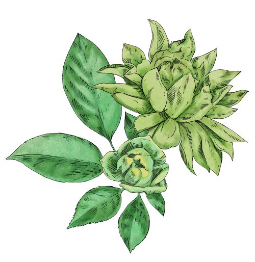 植物イラスト